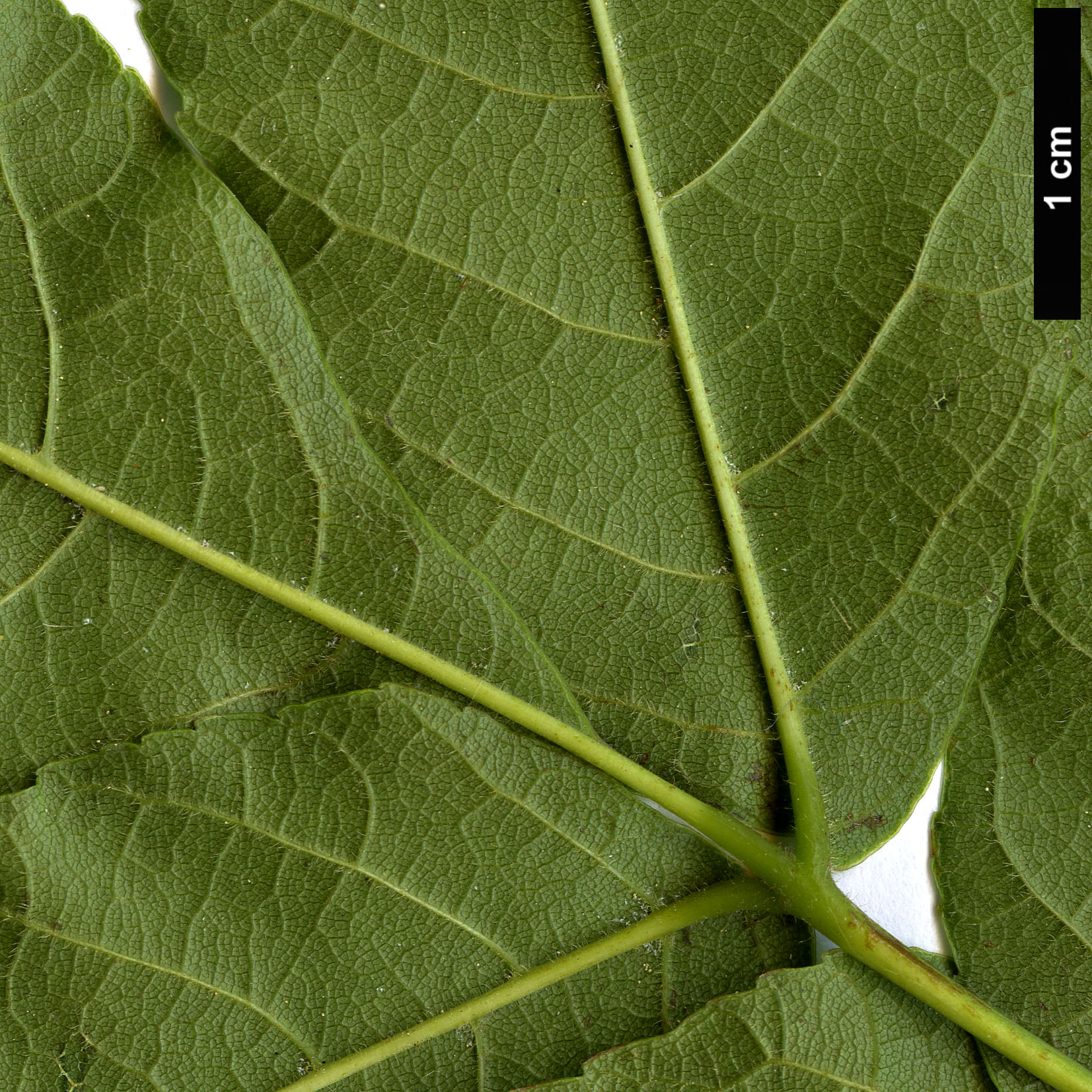 High resolution image: Family: Sapindaceae - Genus: Ungnadia - Taxon: speciosa